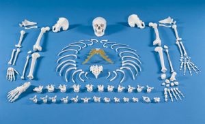 Scheletro intero - Modelli di scheletro - Anatomia - Risorse didattiche