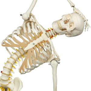 Modello di scheletro flessibile Fred