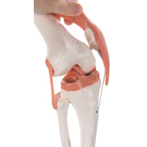 Scheletro anatomico Max: con muscoli su supporto a cinque gambe con ruote -  Negozio Fisaude