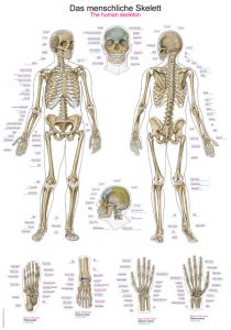 Set di poster anatomici per sistema muscolare e scheletrico - Scheletro  umano e anatomia muscolare - Single Sided19X 27