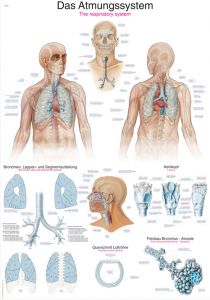 Poster di anatomia - Anatomia - Risorse didattiche