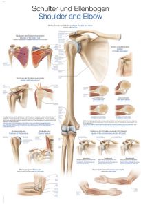 Poster di anatomia - Anatomia - Risorse didattiche