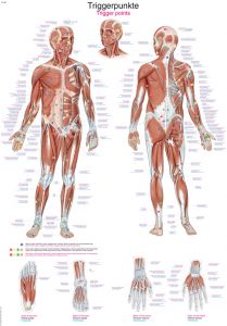 Poster di medicina cinese, anatomia