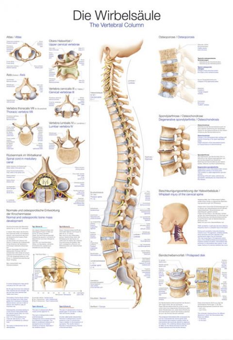 Poster La Colonna Vertebrale Umana